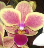 Dtps Sogo Gotris 'Hua Yuan'